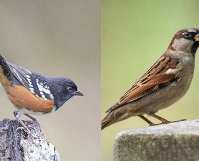 Explosiones-para-ampliar-el-muro-fronterizo-danan-el-cerro-Cuchuma-y-ponen-en-riesgo-su-avifauna