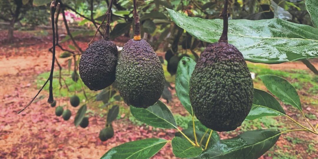 Certifican-a-125-agroexportadoras-de-aguacate-por-empleo-formal-en-Michoacan