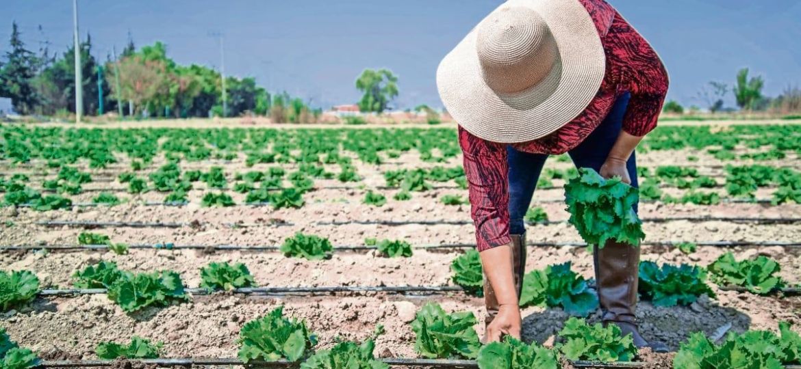 Taylor-Farms-suspendera-la-cosecha-de-lechuga-procedente-de-Mexico-durante-la-temporada-de-Cyclospora