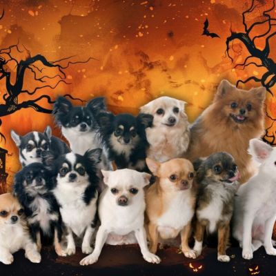 reunion-masiva-de-chihuahuas-llegara-a-chapultepec-por-el-dia-de-muertos